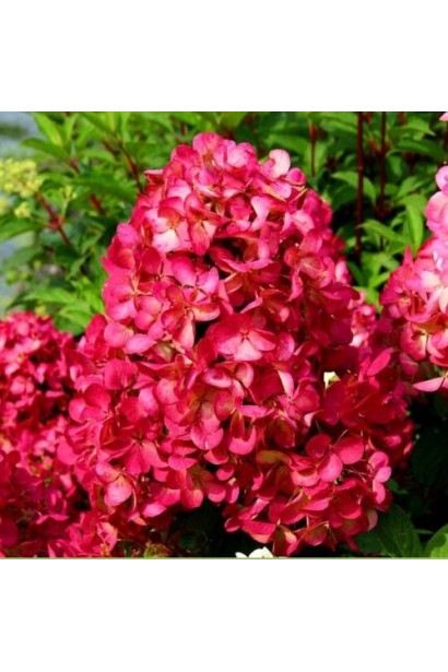 Крупний план суцвіть гортензії Petit Cherry